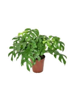 MONSTERA MINIMA Diametro Vaso 15 Cm