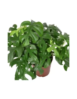 MONSTERA MINIMA Diametro Vaso 15 Cm -Vendite Forniture Da Giardino monstera minima v 15 3