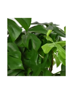 MONSTERA MINIMA Diametro Vaso 15 Cm -Vendite Forniture Da Giardino monstera minima v 15 4