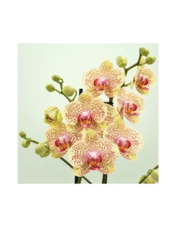ORCHIDEA PHALAENOPSIS FANCY FRECKLES - 2 STELI Diametro Vaso 12 Cm -Vendite Forniture Da Giardino orchidea phalaenopsis fancy freckles 2 steli diametro vaso 12 cm 2