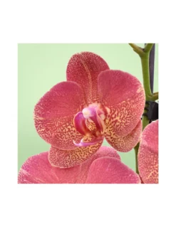 ORCHIDEA PHALAENOPSIS "ROOUL" - 2 STELI Diametro Vaso 12 Cm