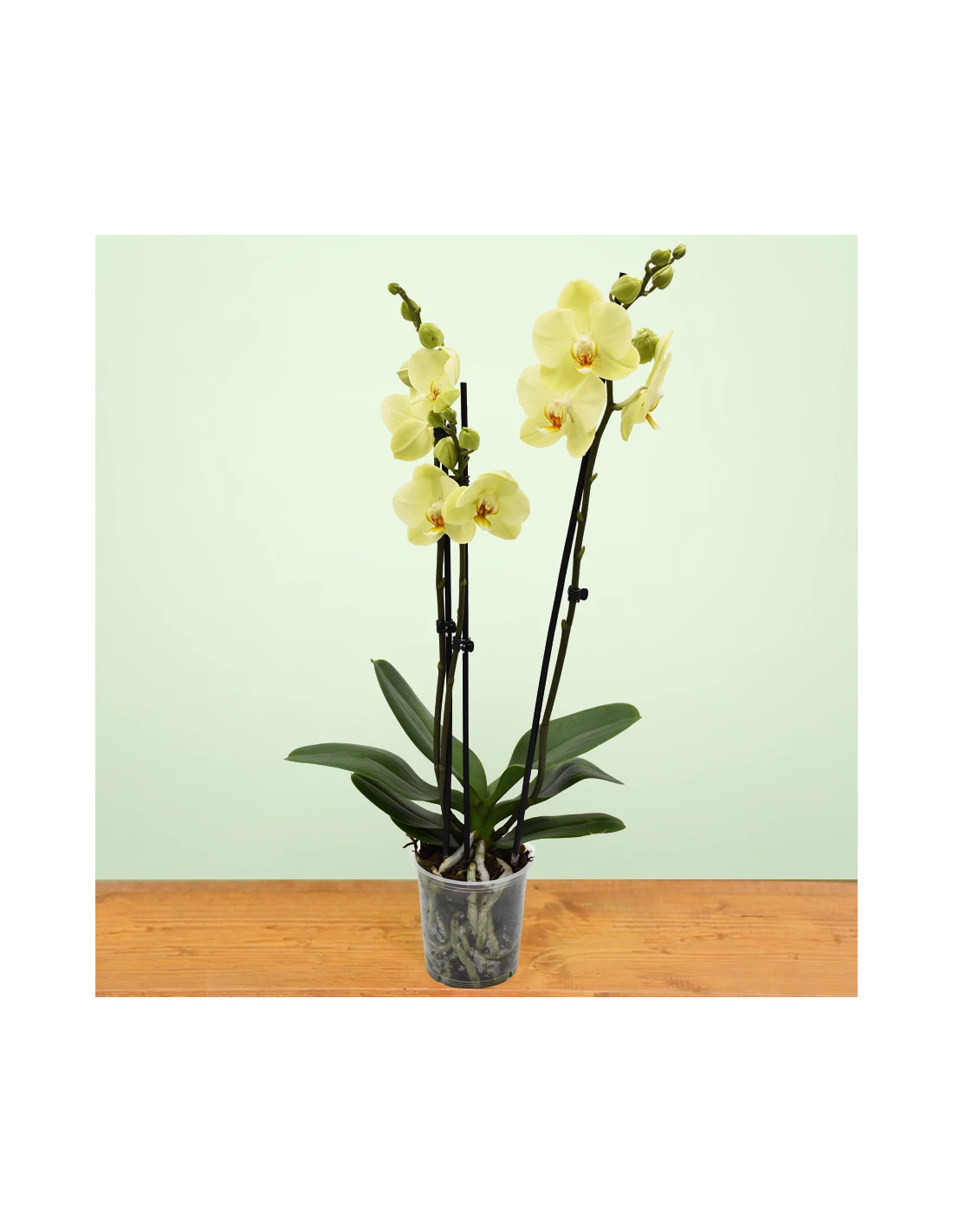 ORCHIDEA PHALAENOPSIS YARA - 2 STELI Diametro Vaso 12 Cm 2 ORCHIDEA PHALAENOPSIS YARA - 2 STELI Diametro Vaso 12 Cm - immagine 2