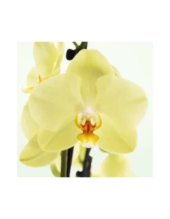ORCHIDEA PHALAENOPSIS YARA - 2 STELI Diametro Vaso 12 Cm