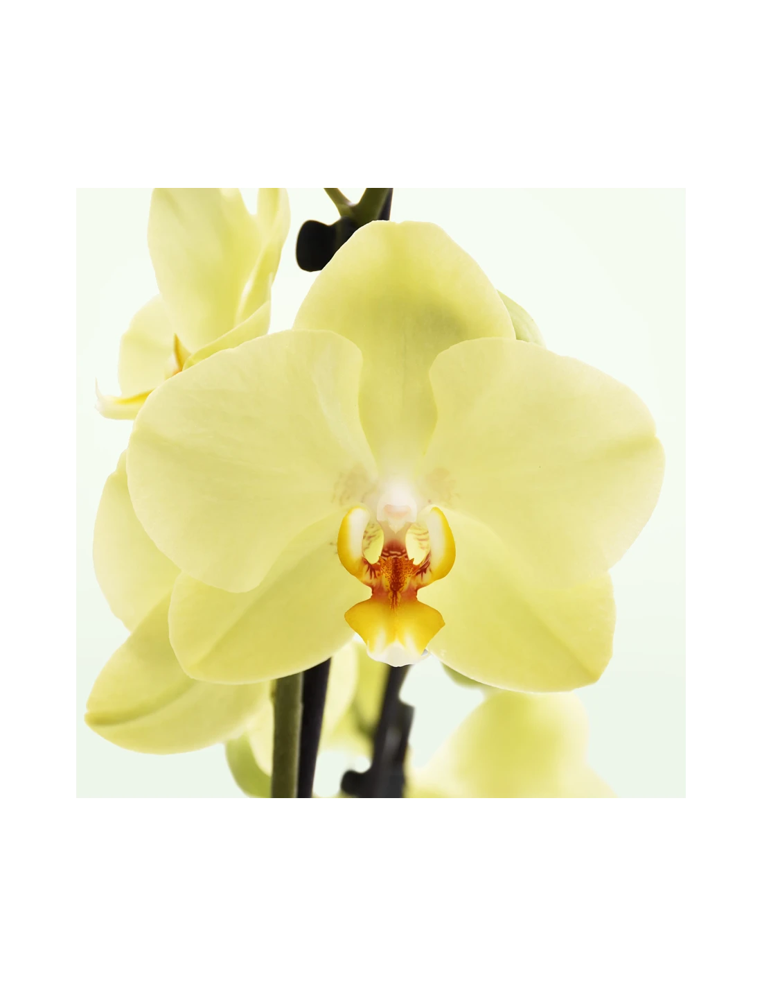 ORCHIDEA PHALAENOPSIS YARA - 2 STELI Diametro Vaso 12 Cm 1 ORCHIDEA PHALAENOPSIS YARA - 2 STELI Diametro Vaso 12 Cm