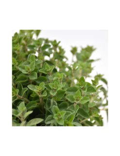 ORIGANO Diametro Vaso 14 Cm -Vendite Forniture Da Giardino origano diametro vaso 14 cm 1