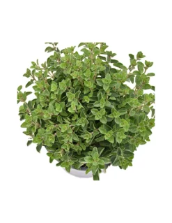 ORIGANO Diametro Vaso 14 Cm -Vendite Forniture Da Giardino origano diametro vaso 14 cm 2