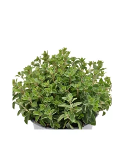 ORIGANO Diametro Vaso 14 Cm -Vendite Forniture Da Giardino origano diametro vaso 14 cm 3