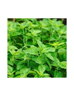 ORIGANO Diametro Vaso 9 Cm