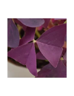 OXALIS 'MIJKE' Diametro Vaso 12 Cm -Vendite Forniture Da Giardino oxalis triang mijke v 12 2