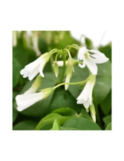 OXALIS 'PAPILIONACEA' Diametro Vaso 12 Cm -Vendite Forniture Da Giardino oxalis triangularis papilionacea v 12 2