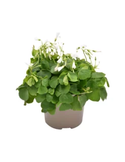 OXALIS 'PAPILIONACEA' Diametro Vaso 12 Cm