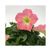 PETUNIA - PINK Diametro Vaso 14 Cm