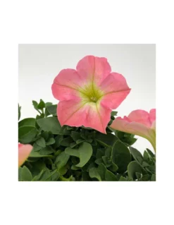PETUNIA - PINK Diametro Vaso 14 Cm