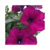 PETUNIA - PURPLE Vaso Diametro 14 Cm
