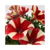 PETUNIA - ROSSO SCREZIATO Diametro Vaso 14 Cm