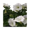 PETUNIA - WHITE Vaso Diametro 14 Cm
