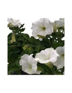 PETUNIA - WHITE Vaso Diametro 14 Cm