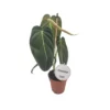 PHILODENDRON MELANOCHRYUM Diametro Vaso 12 Cm