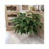 PHILODENDRON XANADU Dimensione Vaso 21 Cm