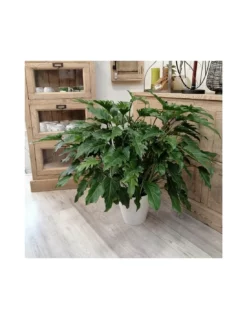 PHILODENDRON XANADU Dimensione Vaso 21 Cm
