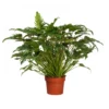 PHILODENDRON XANADU Diametro Vaso 27 Cm