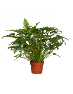 PHILODENDRON XANADU Diametro Vaso 27 Cm