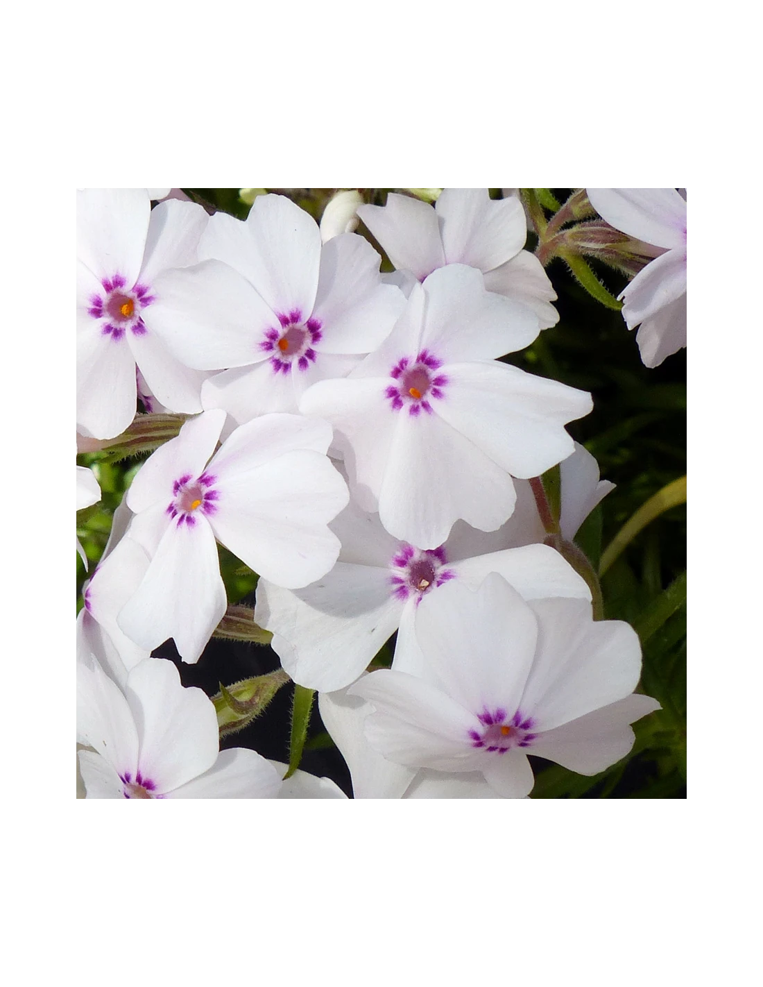 PHLOX SUBULATA "AMAZING GRACE" Diametro Vaso 12 Cm 2 PHLOX SUBULATA "AMAZING GRACE" Diametro Vaso 12 Cm - immagine 2