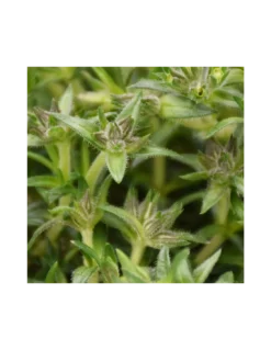 PHLOX SUBULATA "AMAZING GRACE" Diametro Vaso 12 Cm 9 PHLOX SUBULATA "AMAZING GRACE" Diametro Vaso 12 Cm -Vendite Forniture Da Giardino phlox subulata amazing grace vaso diametro 12 cm 2