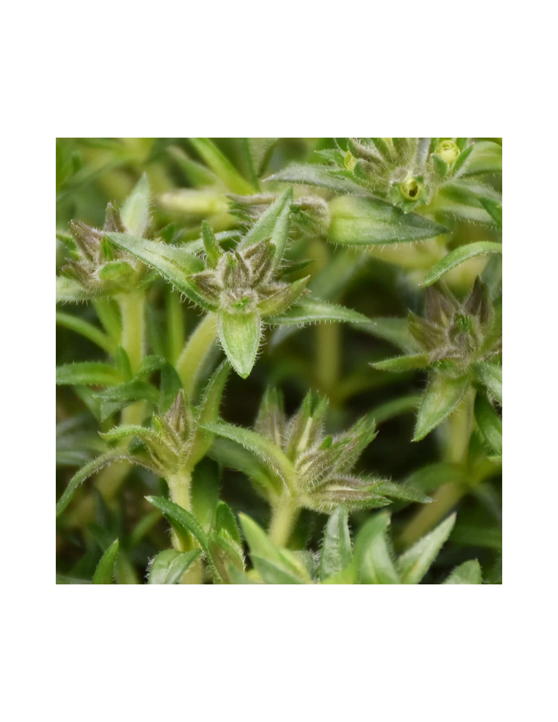 PHLOX SUBULATA "AMAZING GRACE" Diametro Vaso 12 Cm 5 PHLOX SUBULATA "AMAZING GRACE" Diametro Vaso 12 Cm - immagine 5
