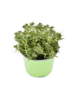 PHLOX SUBULATA "AMAZING GRACE" Diametro Vaso 12 Cm