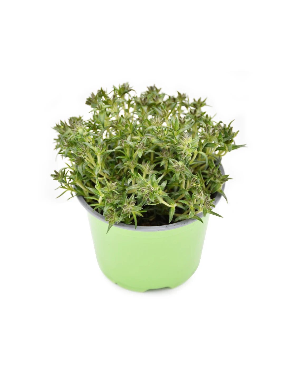 PHLOX SUBULATA "AMAZING GRACE" Diametro Vaso 12 Cm 1 PHLOX SUBULATA "AMAZING GRACE" Diametro Vaso 12 Cm