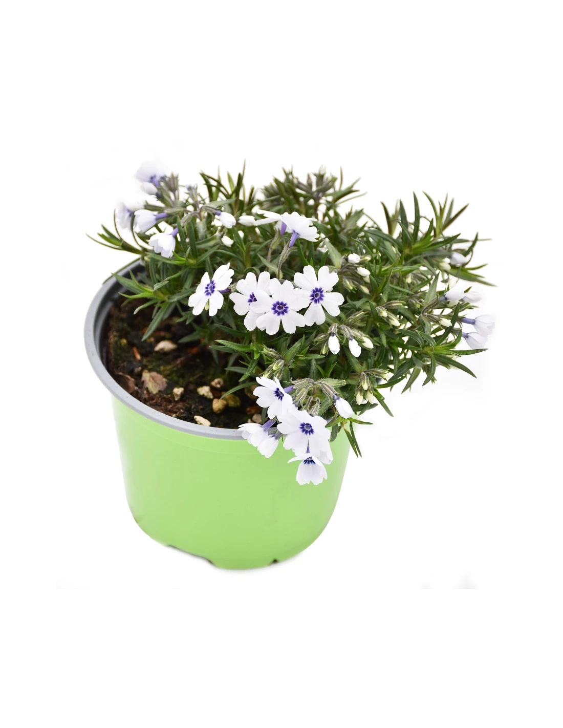 PHLOX SUBULATA "BAVARIA" Diametro Vaso 12 Cm 2 PHLOX SUBULATA "BAVARIA" Diametro Vaso 12 Cm - immagine 2