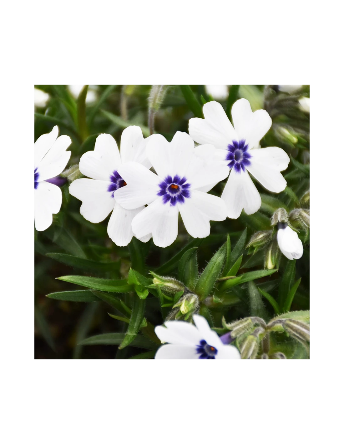 PHLOX SUBULATA "BAVARIA" Diametro Vaso 12 Cm 3 PHLOX SUBULATA "BAVARIA" Diametro Vaso 12 Cm - immagine 3