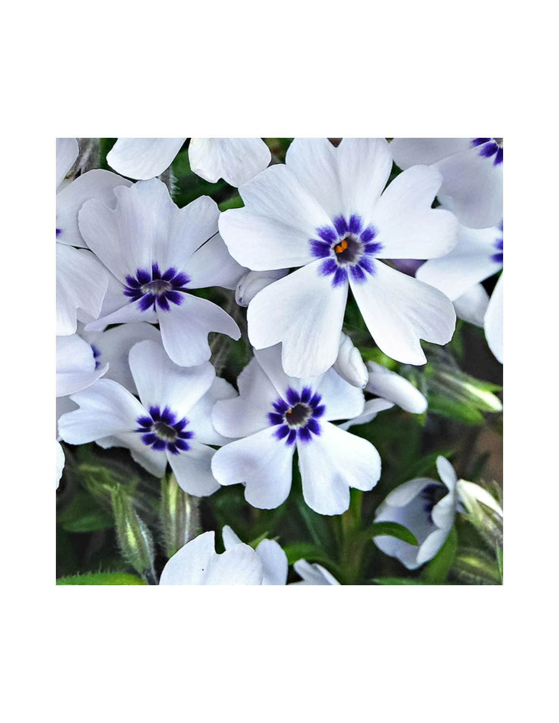 PHLOX SUBULATA "BAVARIA" Diametro Vaso 12 Cm 1 PHLOX SUBULATA "BAVARIA" Diametro Vaso 12 Cm