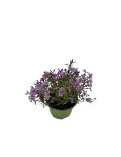 PHLOX SUBULATA "FABULOUS ROSE" Diametro Vaso 12 Cm 6 PHLOX SUBULATA "FABULOUS ROSE" Diametro Vaso 12 Cm -Vendite Forniture Da Giardino phlox subulata fabulous rose diametro vaso 12 cm 1