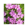 PHLOX SUBULATA "FABULOUS ROSE" Diametro Vaso 12 Cm