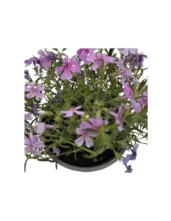 PHLOX SUBULATA "FABULOUS ROSE" Diametro Vaso 12 Cm 7 PHLOX SUBULATA "FABULOUS ROSE" Diametro Vaso 12 Cm -Vendite Forniture Da Giardino phlox subulata fabulous rose diametro vaso 12 cm 2