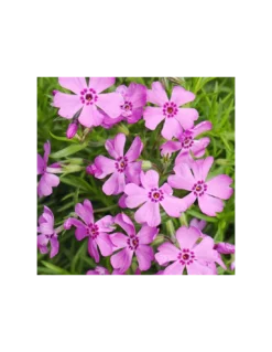 PHLOX SUBULATA "FABULOUS ROSE" Diametro Vaso 12 Cm