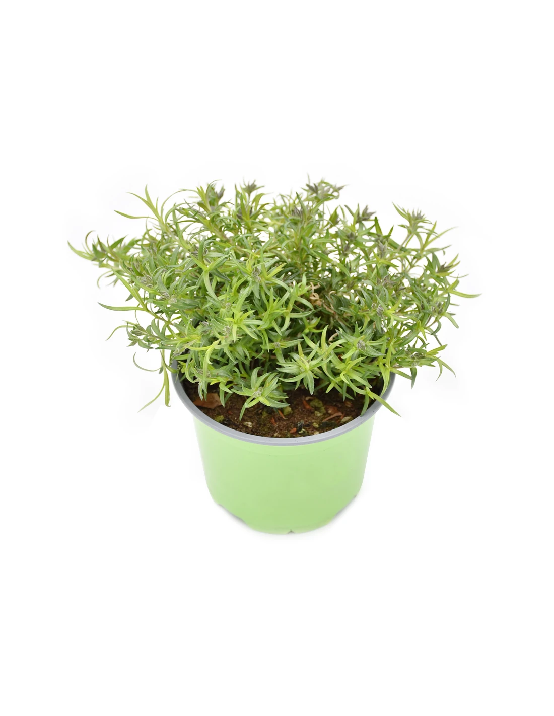 PHLOX SUBULATA "G.F. WILSON" Diametro Vaso 12 Cm 2 PHLOX SUBULATA "G.F. WILSON" Diametro Vaso 12 Cm - immagine 2