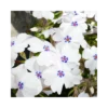 PHLOX SUBULATA "G.F. WILSON" Diametro Vaso 12 Cm