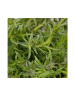 PHLOX SUBULATA "G.F. WILSON" Diametro Vaso 12 Cm 5 PHLOX SUBULATA "G.F. WILSON" Diametro Vaso 12 Cm -Vendite Forniture Da Giardino phlox subulata g f wilson vaso diametro 12 cm 2