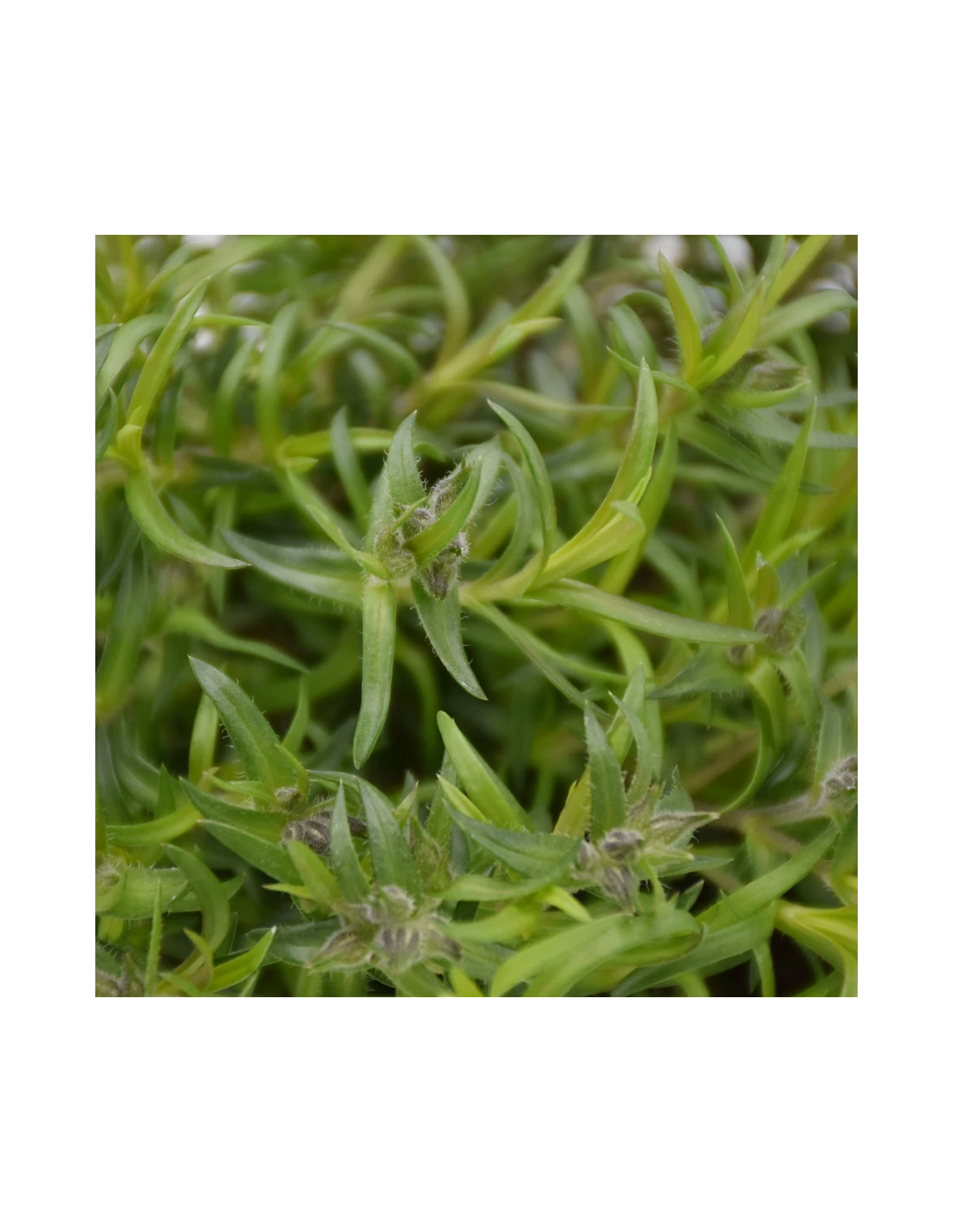 PHLOX SUBULATA "G.F. WILSON" Diametro Vaso 12 Cm 3 PHLOX SUBULATA "G.F. WILSON" Diametro Vaso 12 Cm - immagine 3