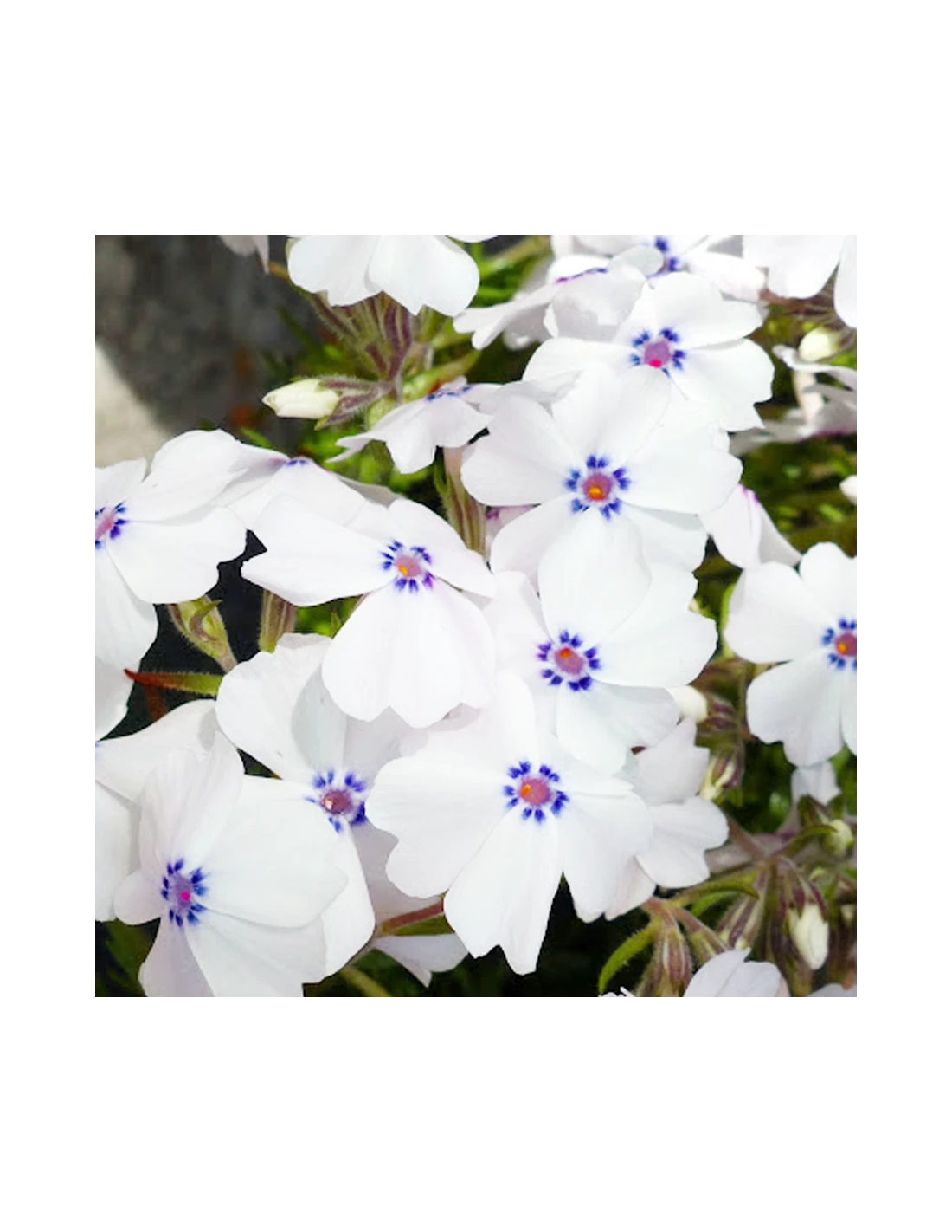 PHLOX SUBULATA "G.F. WILSON" Diametro Vaso 12 Cm 1 PHLOX SUBULATA "G.F. WILSON" Diametro Vaso 12 Cm