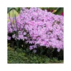 PHLOX SUBULATA "KIMONO PINK-WHITE" Diametro Vaso 12 Cm