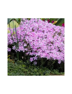 PHLOX SUBULATA "KIMONO PINK-WHITE" Diametro Vaso 12 Cm