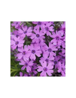 PHLOX SUBULATA "PURPLE BEAUTY" Diametro Vaso 12 Cm