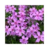 PHLOX SUBULATA "RONSDORFER SHONE" Diametro Vaso 12 Cm