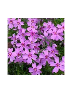 PHLOX SUBULATA "RONSDORFER SHONE" Diametro Vaso 12 Cm