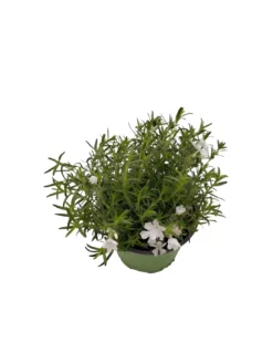 PHLOX SUBULATA "WHITE DELIGTH" "flox" Diametro Vaso 12 CM -Vendite Forniture Da Giardino phlox subulata white deligth vaso diametro 12 cm 2