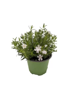 PHLOX SUBULATA "WHITE DELIGTH" "flox" Diametro Vaso 12 CM